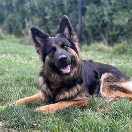 German Shepherds from WSK9 By My Side