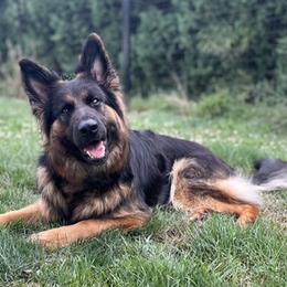 German Shepherds from WSK9 By My Side