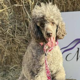 Charlotte - Poodle
