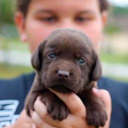Labrador Retriever Puppies from Palm Beach Labradors