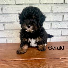 Gerald - Phantom male Goldendoodle puppy in Wiggins, Mississippi from Fancy Pants Doodles