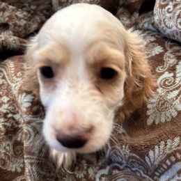 Buffy girl - female Cockapoo puppy in Wellington, Kansas from Brian’s Puppies