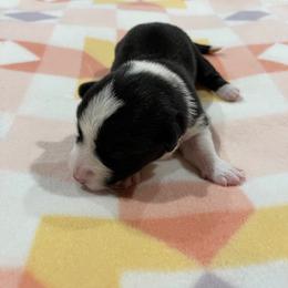 Pink - Black and white female Cardigan Welsh Corgi puppy in Divide, Colorado from Aspen Peak Corgis