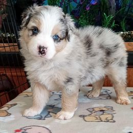 Australian Shepherd Puppies from 2bar Aussies