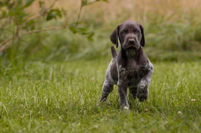 Liver GSP puppy pointing