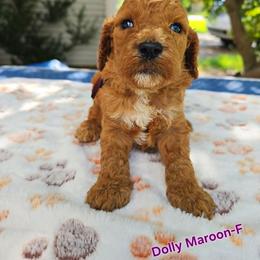 Cockapoo Puppies from Ashley Dedmon