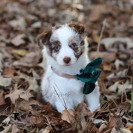 Australian Shepherd, Miniature American Shepherd, Miniature Australian Shepherd, and Toy Australian Shepherd Puppies from TK Standard, Mini, & Toy Aussies