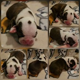 Boy 1 - Seal and white male Boston Terrier puppy in Boston, Massachusetts from Boston Collections