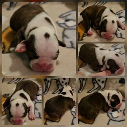Boy 1 - Seal and white male Boston Terrier puppy in Boston, Massachusetts from Boston Collections