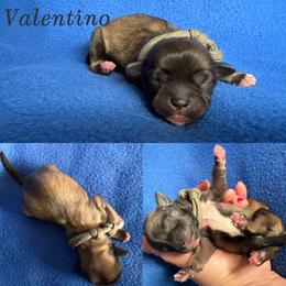 Valentino - Red gold male Lhasa Apso puppy in Cincinnati, Ohio from Shangri-La Lhasa Apsos