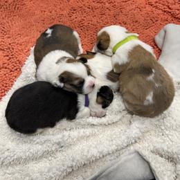 Pembroke Welsh Corgi Puppies from Corgi Love Tales
