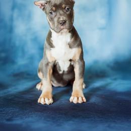 England - Blue tri-color female American Bully puppy in Frederick, Maryland from EastSideMarky