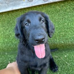 Jackie - Black female Flat-Coated Retriever puppy in Park Rapids, Minnesota from Catori