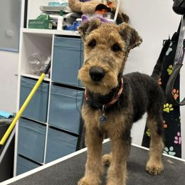 Airedale Terrier Puppies from Mystic’s Airedales