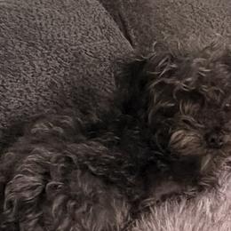 Picasso - Maltese
