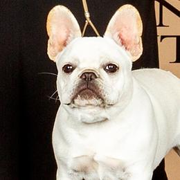 Pilot - French Bulldog
