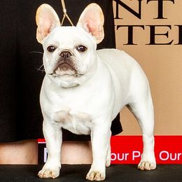 Pilot - French Bulldog