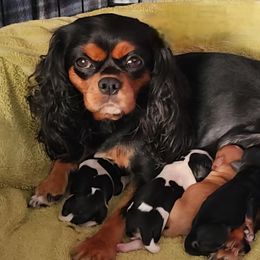 Cavalier King Charles Spaniels from Cavalier Castle at Deerfield Park