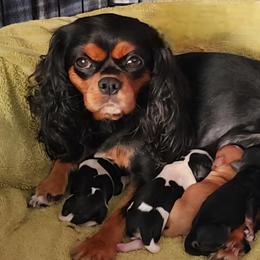 Cavalier King Charles Spaniels from Cavalier Castle at Deerfield Park