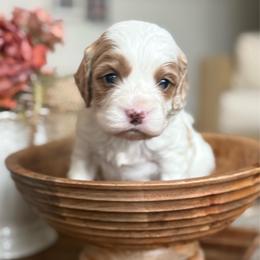Bennett - Blenheim male Cavapoo puppy in Draper, Utah from Peaks Pups — Exceptional by Nature. Raised with Purpose.