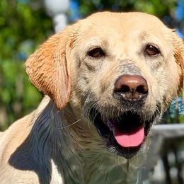 Labrador Retrievers from Benvenuti Ranch Labradors