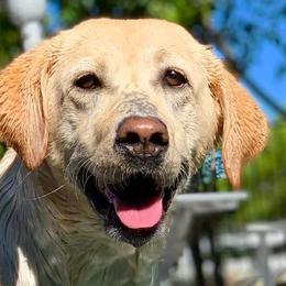Labrador Retrievers from Benvenuti Ranch Labradors