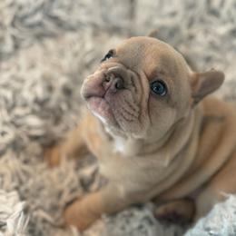 Boy 2 - French Bulldog puppy in California from Ingram Ranch Frenchies