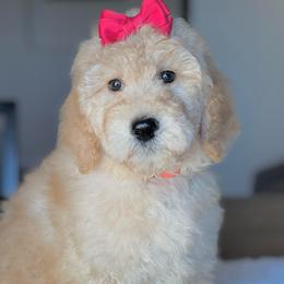 Chrissy - Apricot female Labradoodle puppy in San Antonio, Texas from I Love U Back Labradoodles, LLC