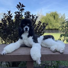Poodles from Gemini Poodles