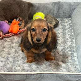 Fancy - Red female Dachshund puppy in Lincoln, Arkansas from Red Dirt Dachshunds