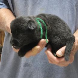 Boy 1 - Sable male German Shepherd puppy in Lake George, Colorado from High Country German Shepherds