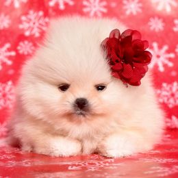 Cream - Cream female Pomeranian puppy in Westminster, Colorado from VanityPom’s