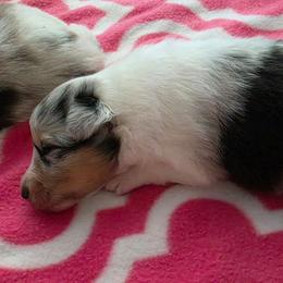 Liberty - Blue merle white and tan female Shetland Sheepdog puppy in Wapello, Iowa from Willow Rayne shelties and more