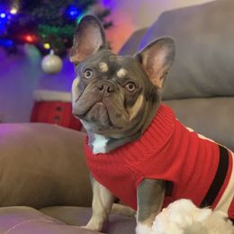 Elsa - French Bulldog