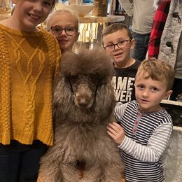 Goldendoodle Puppies from Labradoodleday