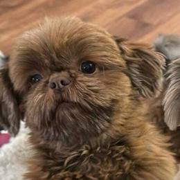 Reece - Red female Shih Tzu puppy in Covington, Georgia from Top Hats 2  Shih Tzu’s