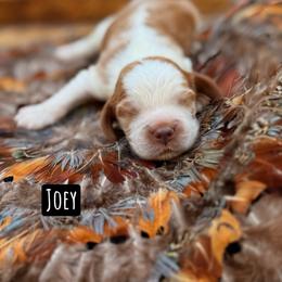 Joey - Lemon and white male English Springer Spaniel puppy in Uvalda, Georgia from Willow Creek Farms