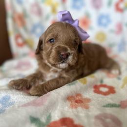 Tamara - Apricot female Goldendoodle puppy in Shingle Springs, California from Creamy Retrievers
