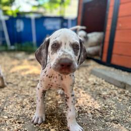 Mint(LUA) - White and liver brown male Dalmatian puppy in Wilson, North Carolina from New Horizonz Dalmatians