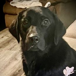 Molly - Labrador Retriever