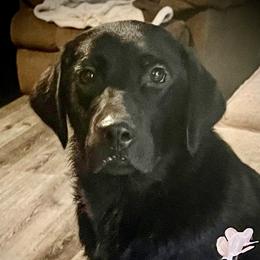 Molly - Labrador Retriever