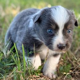 Light Blue - Dilute blue female Australian Shepherd puppy in Iola, Texas from MK Aussies