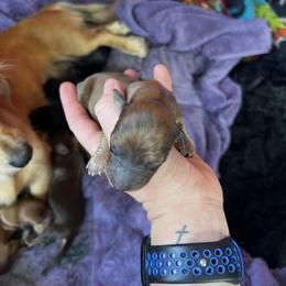 Border Collie and Dachshund Puppies from Chappell Stables