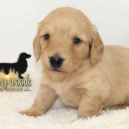 Dachshund Puppies from Piney Woods Miniature Dachshunds