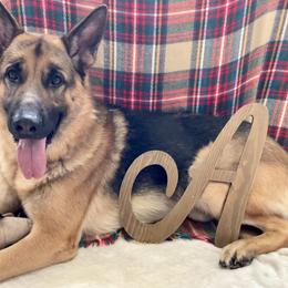 German Shepherd All Grown Up from Angel Oak German Shepherds