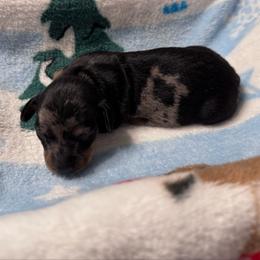 Sparkle - Dapple female Dachshund puppy in Live Oak, Florida from Johnson’s Weiner Farm