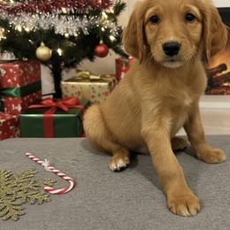 Thackeray - Golden male Golden Retriever puppy in Salt Lake City, Utah from Soaring golden retrievers