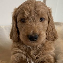 Bella - Goldendoodle puppy in Pataskala, Ohio from Doodle Love