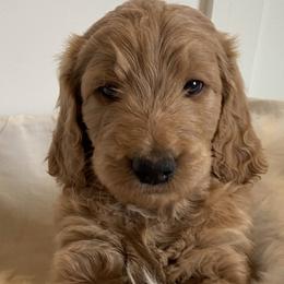 Bella - Goldendoodle puppy in Pataskala, Ohio from Doodle Love