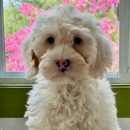 Carolina - Chalk female Australian Labradoodle puppy in Washington, North Carolina from Pamlico Labradoodles